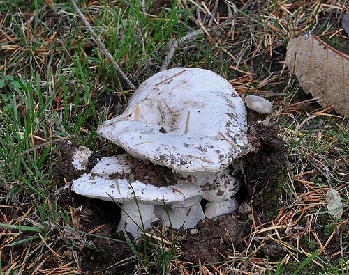 Russula brevipes